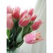 【生花】チューリップ　おまかせピンク系【OT】