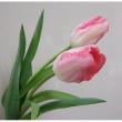 【生花】チューリップ　おまかせピンク系【OT】