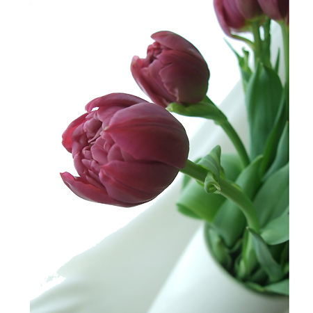 直前 チューリップ 八重紫 ブルーダイヤ ダブルプライスなど 生花 通販 はなどんやアソシエ 直前 チューリップ 八重紫 ブルーダイヤ ダブルプライスなど 生花 通販 はなどんやアソシエ