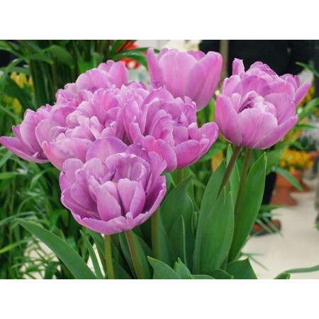 生花 ボリューム割引 チューリップ 八重紫 ブルーダイヤ マルガリータ ダブルプライスなど 通販 はなどんやアソシエ 生花 ボリューム割引 チューリップ 八重紫 ブルーダイヤ マルガリータ ダブルプライスなど 通販 はなどんやアソシエ