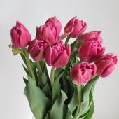【生花】チューリップ　ダブルプリンセス（八重濃いピンク）【OT】