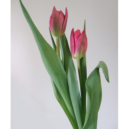 生花 チューリップ コニャック 八重濃いピンク Ot 通販 はなどんやアソシエ 生花 チューリップ コニャック 八重濃いピンク Ot 通販 はなどんやアソシエ
