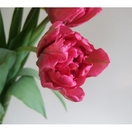 生花 ボリューム割引 チューリップ シャト 八重濃いピンク 通販 はなどんやアソシエ