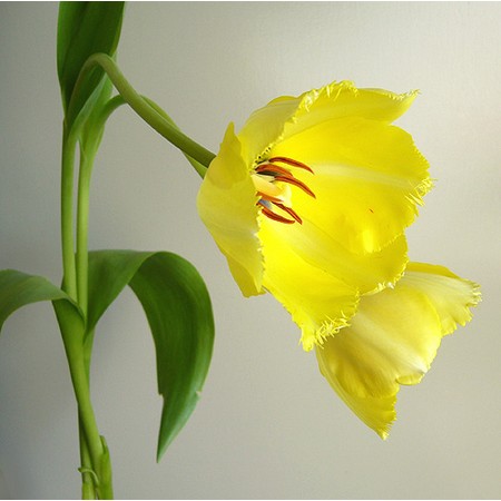 【生花】チューリップ　フリンジエレガンス(黄色フリンジ)