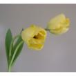 【生花】チューリップ　フリンジエレガンス(黄色フリンジ)
