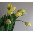 【生花】チューリップ　フリンジエレガンス(黄色フリンジ)