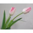 【生花】チューリップ　ガンダーズラプソディー(淡いピンク一重咲き)【OT】