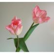 【生花】チューリップ　ガンダーズラプソディー(淡いピンク一重咲き)【OT】