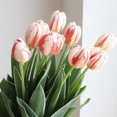 生花】チューリップ カーニバルデリオ、Hジェネレーションなど(一重