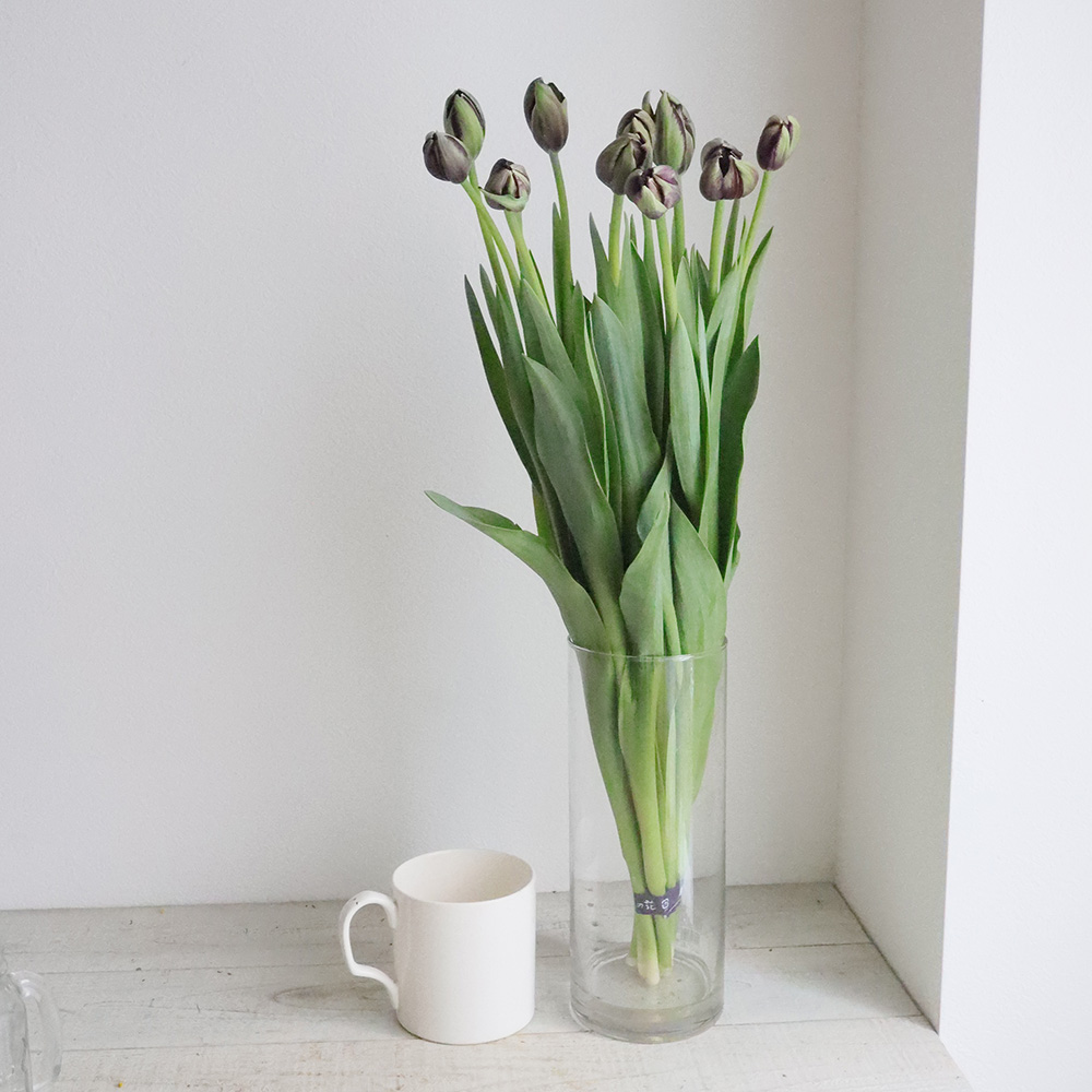 生花 チューリップ 黒八重 ブラックヒーロー 夜の帝王など 40cm 通販 はなどんやアソシエ 生花 チューリップ 黒八重 ブラックヒーロー 夜の帝王など 40cm 通販 はなどんやアソシエ