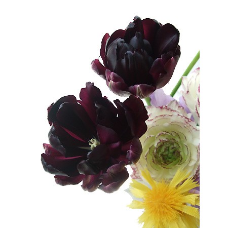 生花 チューリップ 黒八重 ブラックヒーロー 夜の帝王など 40cm 通販 はなどんやアソシエ 生花 チューリップ 黒八重 ブラックヒーロー 夜の帝王など 40cm 通販 はなどんやアソシエ