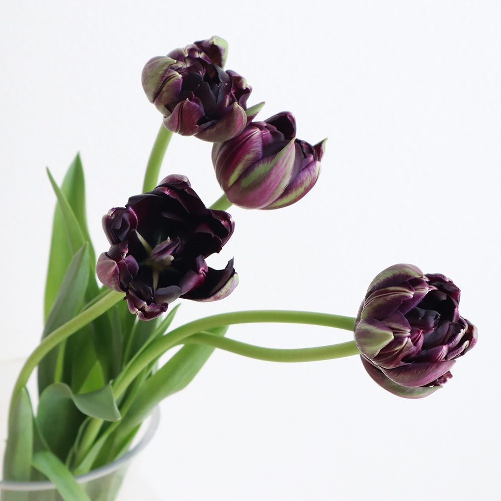 生花 チューリップ 黒八重 ブラックヒーロー 夜の帝王など 40cm 通販 はなどんやアソシエ 生花 チューリップ 黒八重 ブラックヒーロー 夜の帝王など 40cm 通販 はなどんやアソシエ