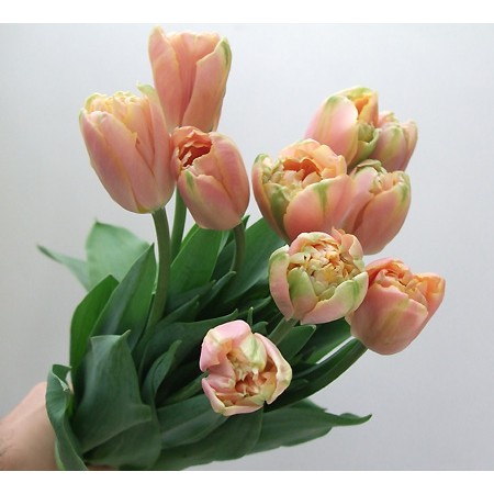 生花 Spotspecial チューリップ ピンクスター 通販 はなどんやアソシエ 生花 Spotspecial チューリップ ピンクスター 通販 はなどんやアソシエ