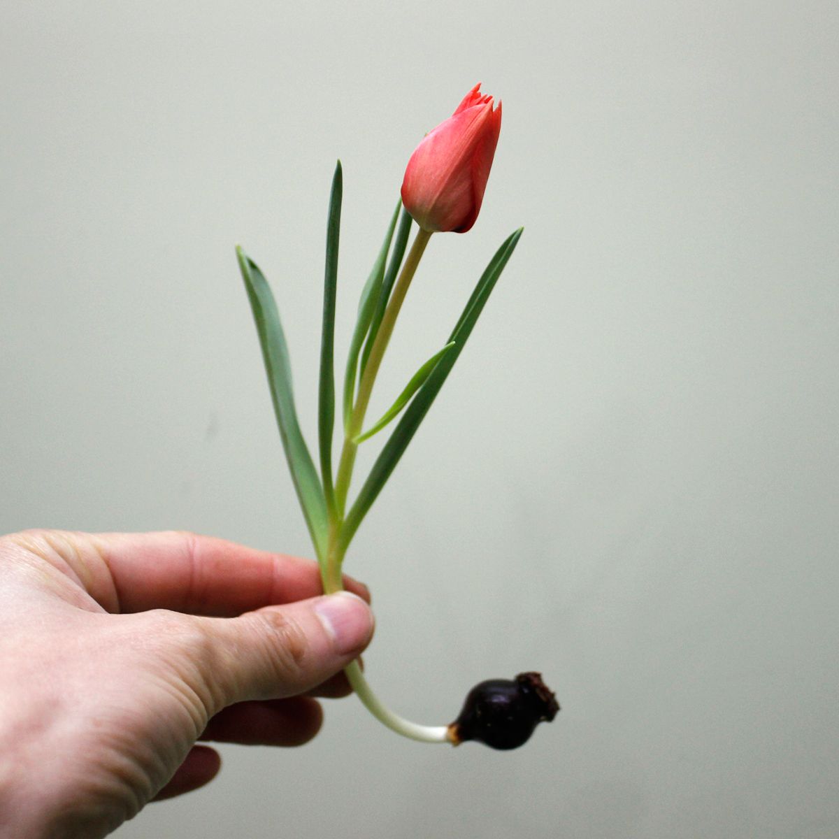 生花 球根つきチューリップ 原種リニフォリアなど 品種おまかせ 通販 はなどんやアソシエ 生花 球根つきチューリップ 原種リニフォリアなど 品種おまかせ 通販 はなどんやアソシエ