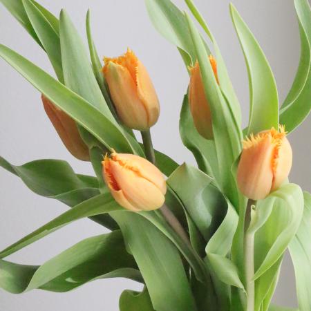 生花】チューリップ ランバダ(オレンジ)フリンジ咲き - 花材通販はなど