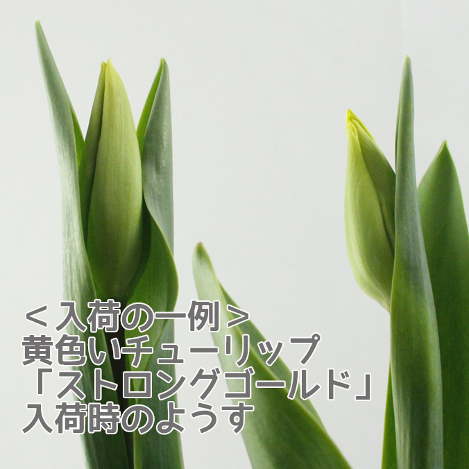 生花 チューリップ 黄色 一重咲き ストロングgなど Ot 通販 はなどんやアソシエ 生花 チューリップ 黄色 一重咲き ストロングgなど Ot 通販 はなどんやアソシエ