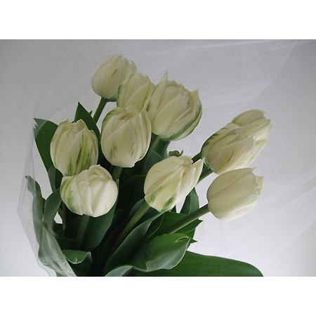 生花 チューリップ おまかせ 白八重 ノースキャップなど Ot 通販 はなどんやアソシエ 生花 チューリップ おまかせ 白八重 ノースキャップなど Ot 通販 はなどんやアソシエ