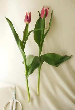 直前】Fブラザーズのチューリップ クラウディア(ユリ咲き・赤紫×白