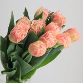 生花】チューリップ クイーンズランド(ピンク系八重フリンジ)【OT