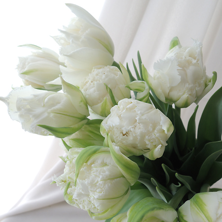 直前】チューリップ スノークリスタル(フリンジ八重咲き白)【生花