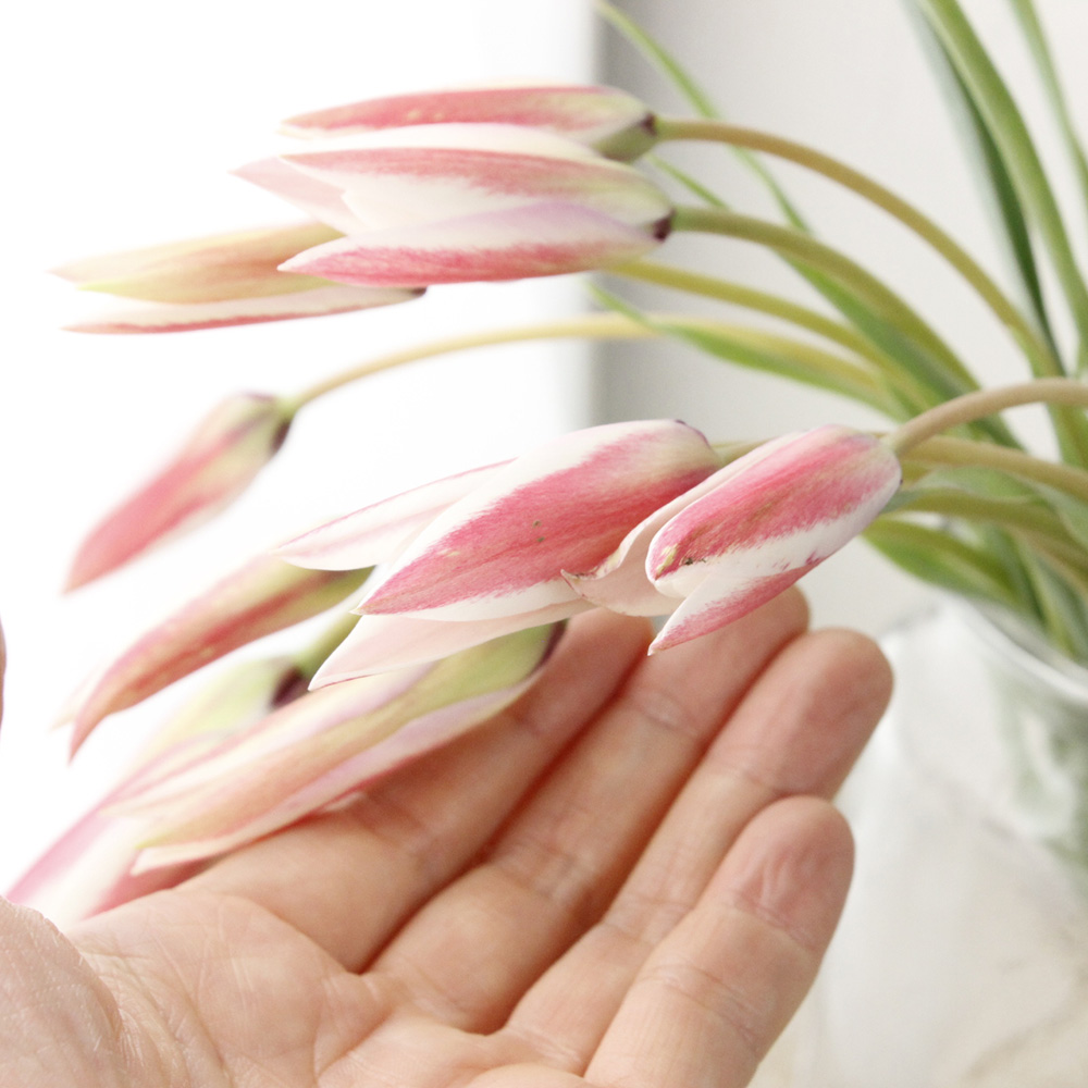 生花 鎌田さんのミニチューリップ クルシアナ 白 ピンク 15 cm 通販 はなどんやアソシエ 生花 鎌田さんのミニチューリップ クルシアナ 白 ピンク 15 cm 通販 はなどんやアソシエ