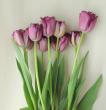 【直前】【生花】チューリップ　パープルクリスタル(濃い紫・八重フリンジ)