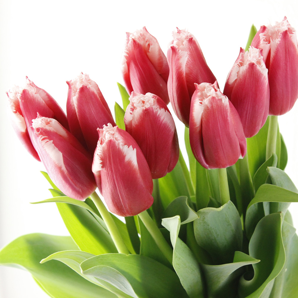 生花】チューリップ カナスタ(赤白・フリンジ) - 花材通販はなどんや