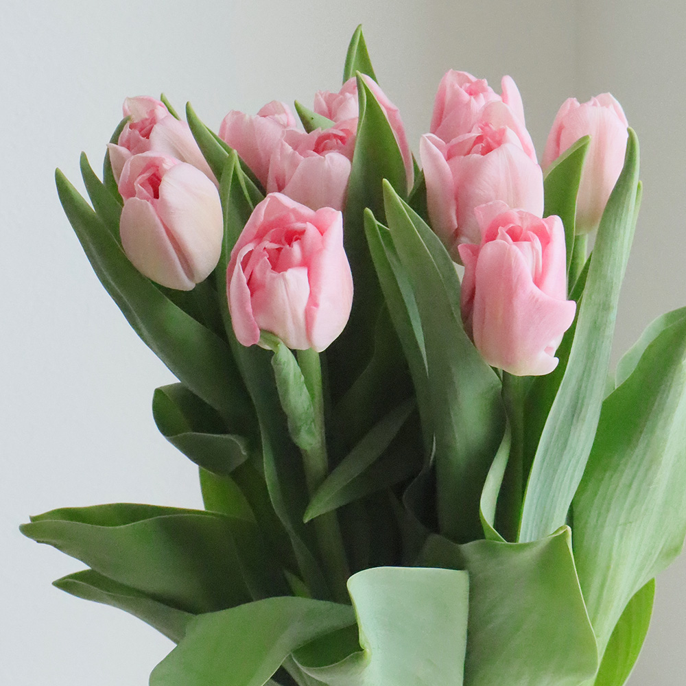 生花】チューリップ マリアージュ(八重ピンク) - 花材通販はなどんや