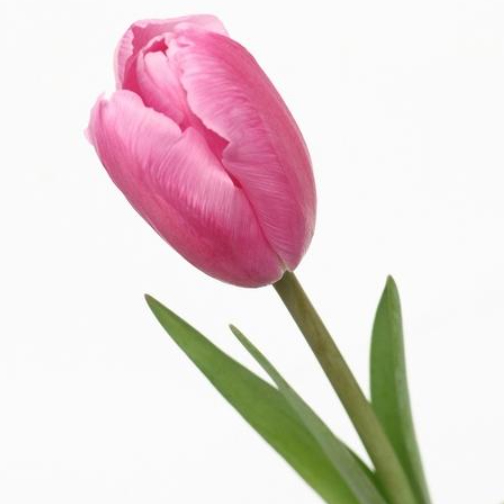 生花】チューリップ ジャンボピンク(ピンク一重)【OT】 - 花材通販は