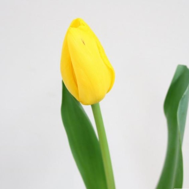 スワロフスキー　花　チューリップ　黄　大 楽天市場】スワロフスキー 2004年 SCS会員限定 黄色いチューリップ