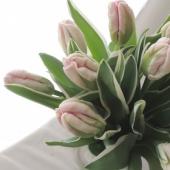 ※販売終了※【生花】【ボリューム割引】チューリップ シルバーパーロット(ピンクパロット咲き)40cm