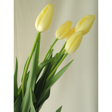 【生花】チューリップ　マウリン(クリーム一重)