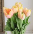【直前】【生花】チューリップ　マンゴーチャーム(一重・黄色×ピンク)【OT】