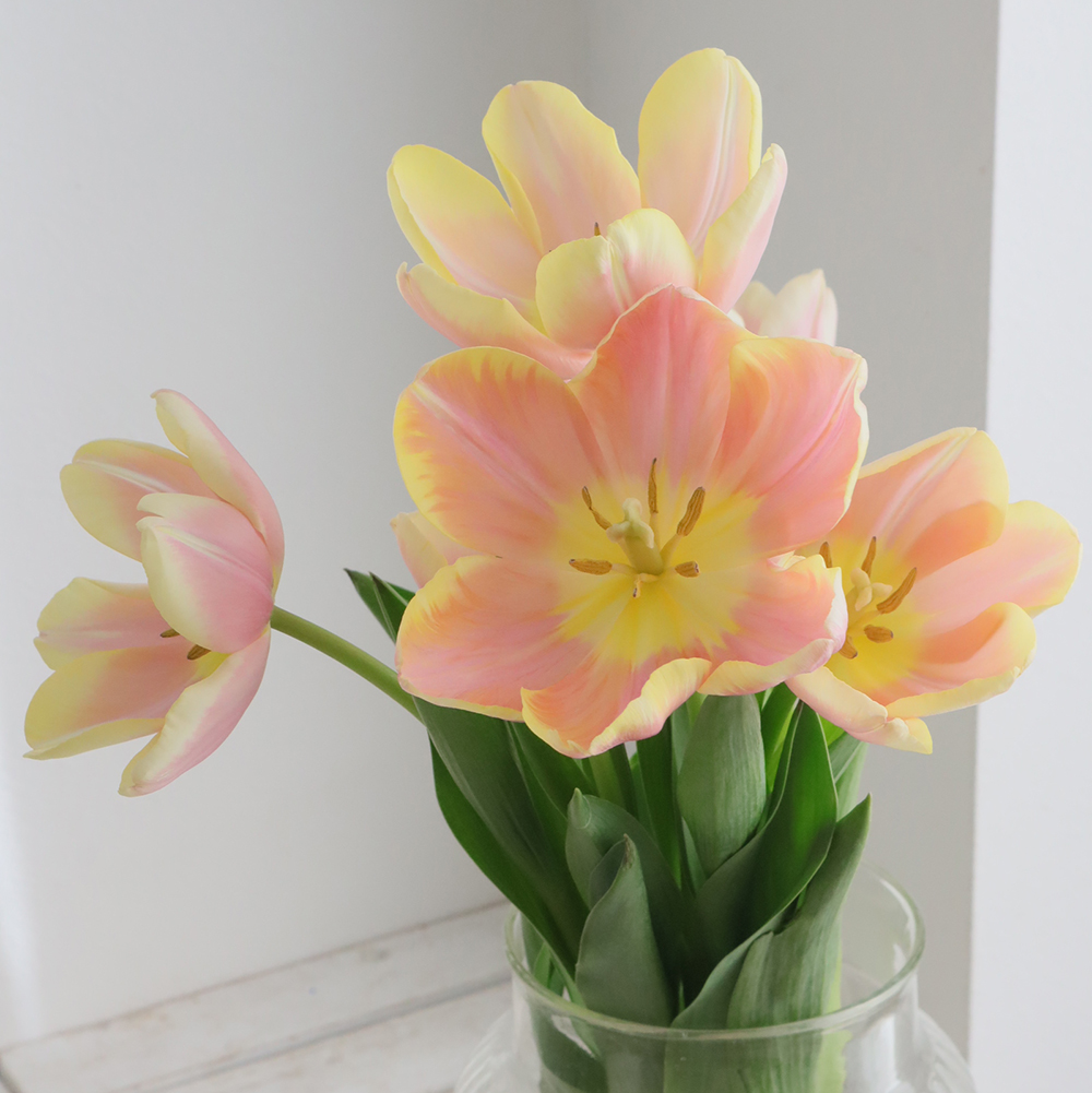 直前!】チューリップ マンゴーチャーム(一重・黄色×ピンク) - 花材通販