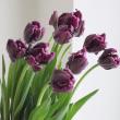 【生花】チューリップ ミステリアスパーロット(紫複色パロット咲き)【OT】