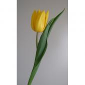 生花】特価!チューリップ 黄色系(50本単位) - 花材通販はなどんやアソシエ