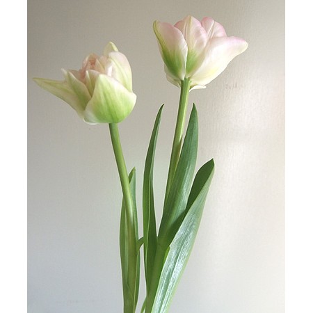 3ktpfvafa3gprm 3ktpfvafa3gprm