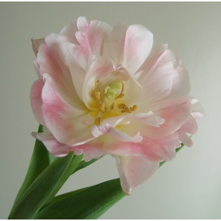 3ktpfvafa3gprm 3ktpfvafa3gprm