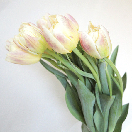 直前 チューリップ フレミングマルガリータ クリームピンク 八重 生花 通販 はなどんやアソシエ