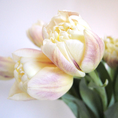 直前 チューリップ フレミングマルガリータ クリームピンク 八重 生花 通販 はなどんやアソシエ