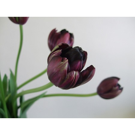 生花 チューリップ 夜の帝王 黒八重 通販 はなどんやアソシエ 生花 チューリップ 夜の帝王 黒八重 通販 はなどんやアソシエ