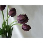 直前!】チューリップ 黒系おまかせ(クイーンオブナイトなど)【生花