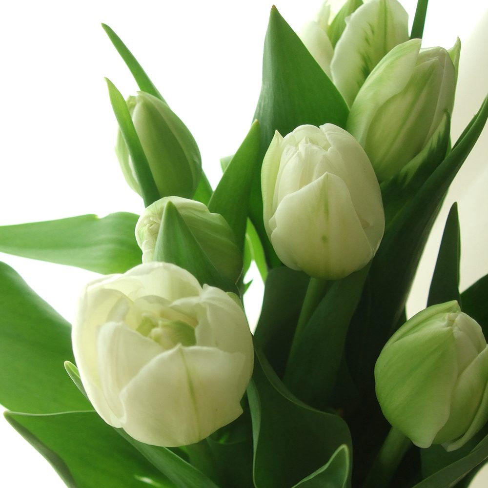 生花】チューリップ ノースキャップ(八重白)【OT】 - 花材通販はなどん