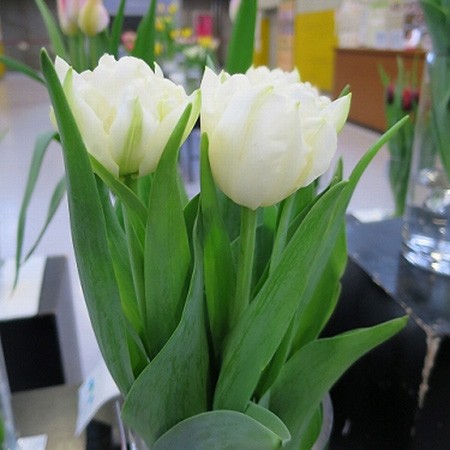 生花】チューリップ ノースキャップ(八重白)【OT】 - 花材通販はなどん
