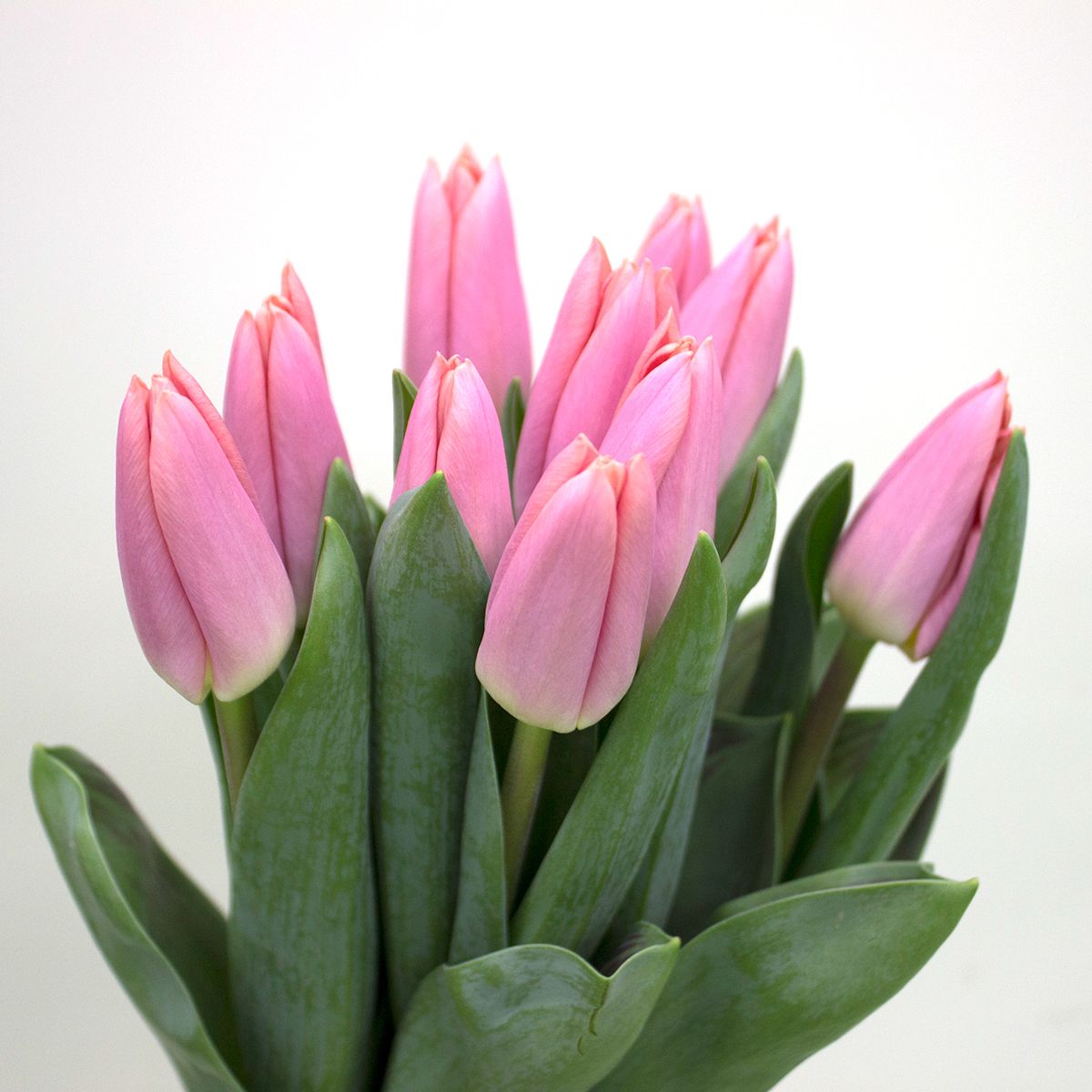直前!】チューリップ ネーバー(一重咲き・オレンジピンク) - 花材通販