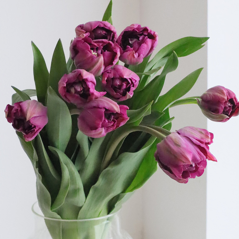 生花】チューリップ ネグリタダブル (八重紫) - 花材通販はなどんや