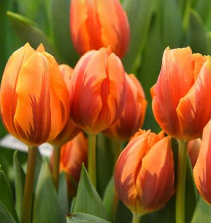 【生花】チューリップ　プリンセスイレーネ　(オレンジ×茶すじ)【OT】