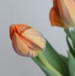 【生花】チューリップ　プリンセスイレーネ　(オレンジ×茶すじ)【OT】