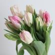【生花】チューリップ　カバナor恋心(淡ピンク・パーロット咲き)【OT】