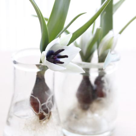 【生花】球根つきミニチューリップ　アルバコエルレアオクラータ【早締切-74】